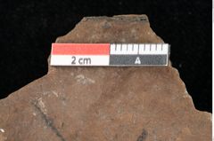 Foto (Detailansicht) von Widdringtonia ungeri Endl. (NHMW-GEO-2024-0188-0139)